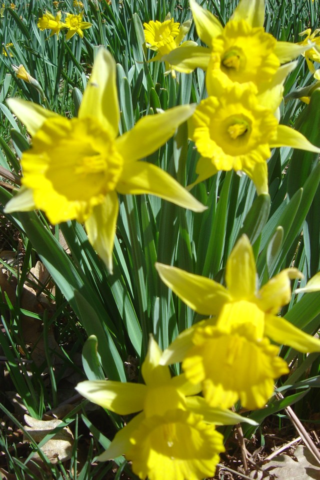 Narcisos 2006 002