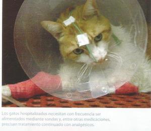 dolor en gatos 10003