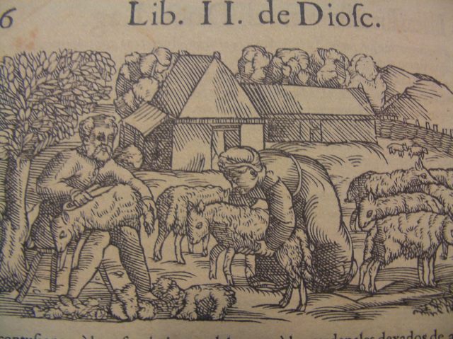 esquileo dioscorides