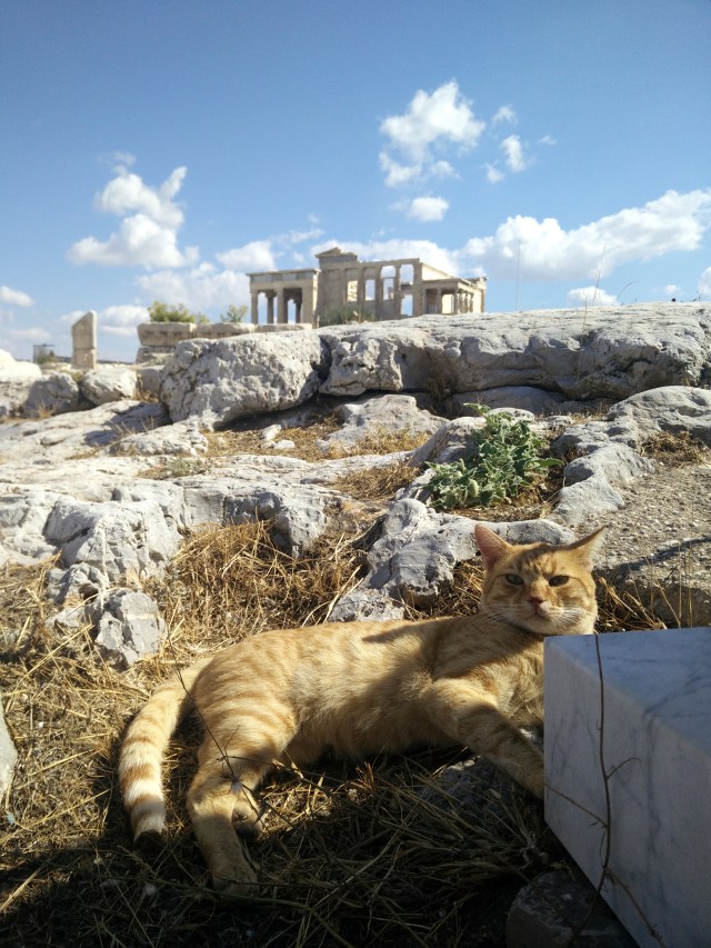 gato de la Acrópòlis