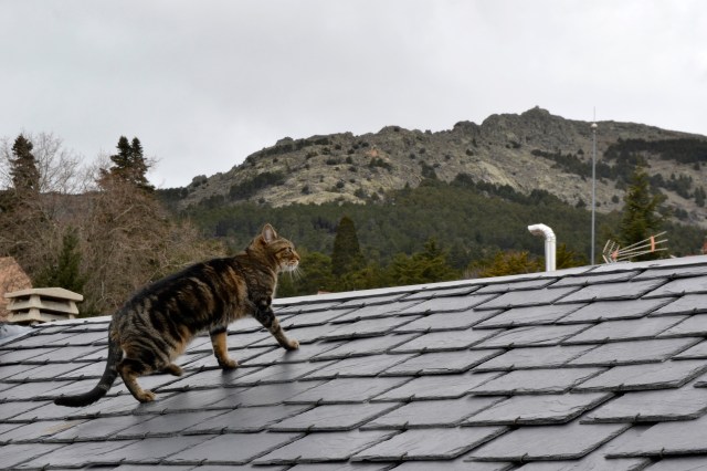 Gato en tejado de mi casa