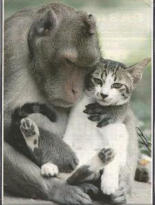 sociabilizacion gato 1