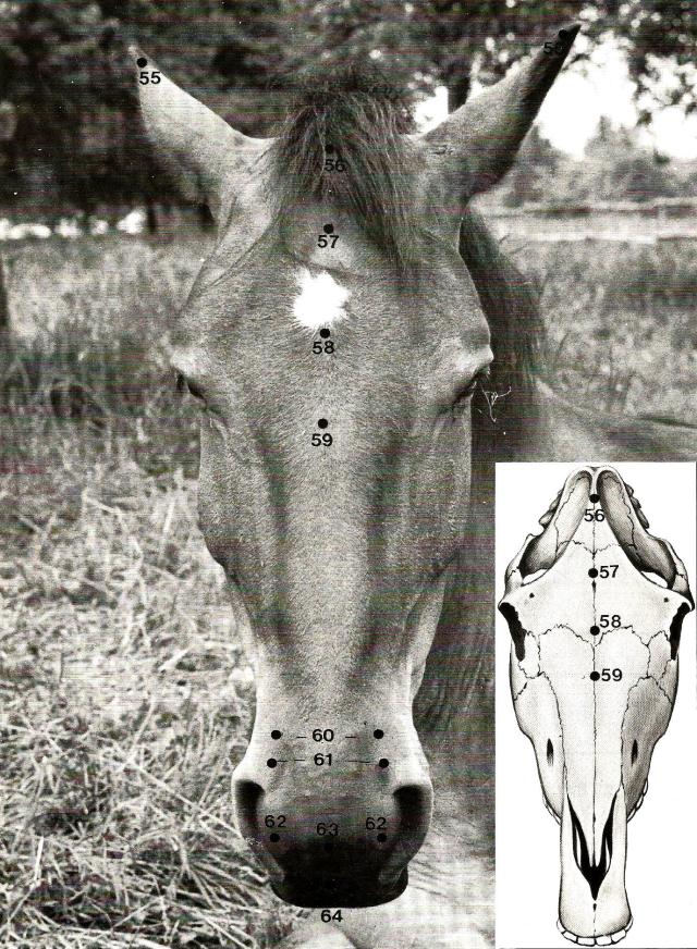 acupuntura en caballos