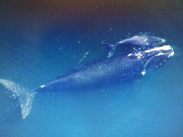 ballena franca