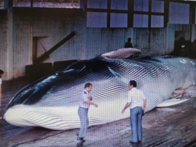 balleneros Factoría Balea en cangas, rorcual