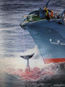 Balleneros japoneses