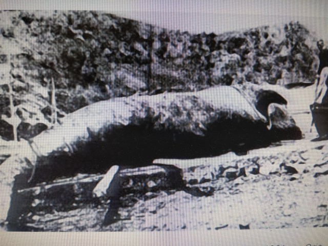 balleneros la ballena de Orio, 1901