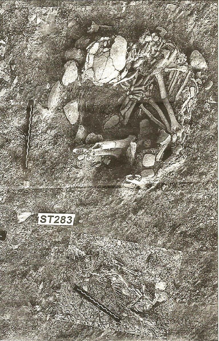 el origen del gato0015