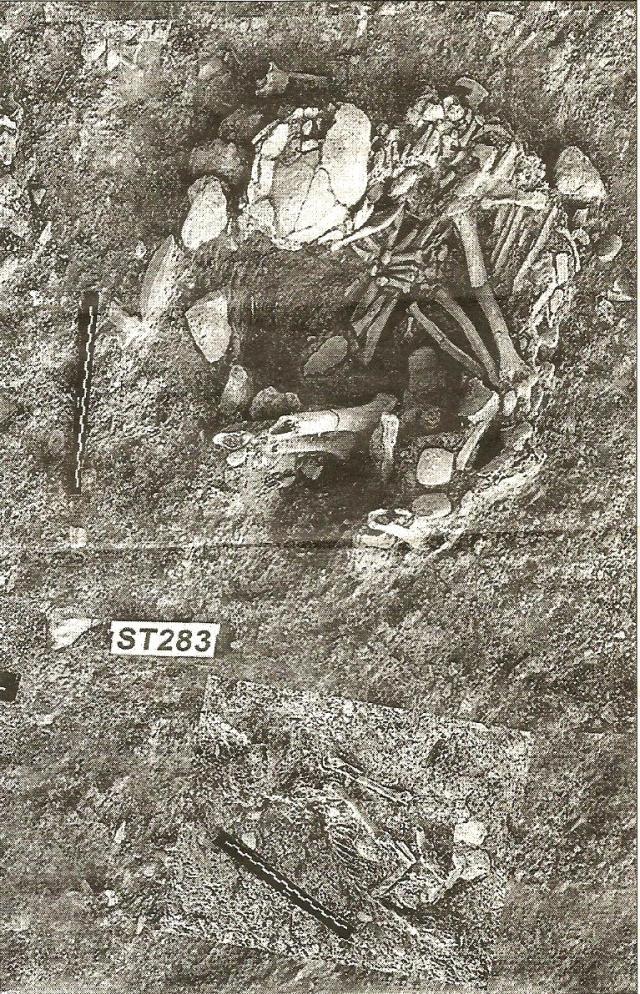 el origen del gato0015