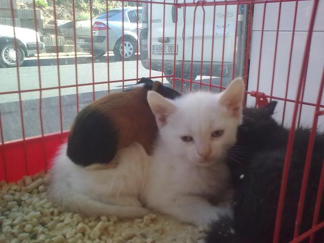 gatito con cobayas 4