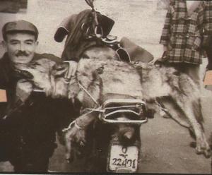 lobo caceria santander 1957