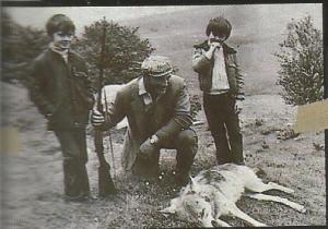 lobo cazado 1954 reg Abriac Francia