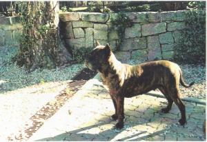 moloso presa canario