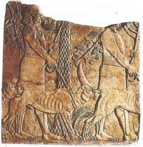 Molosos arqueologia molosos0007