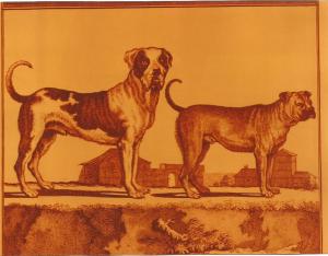 molosos de Bonnaterre0002