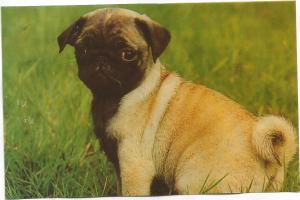 molosos enanificados0001