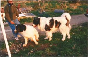 molosos españoles0001