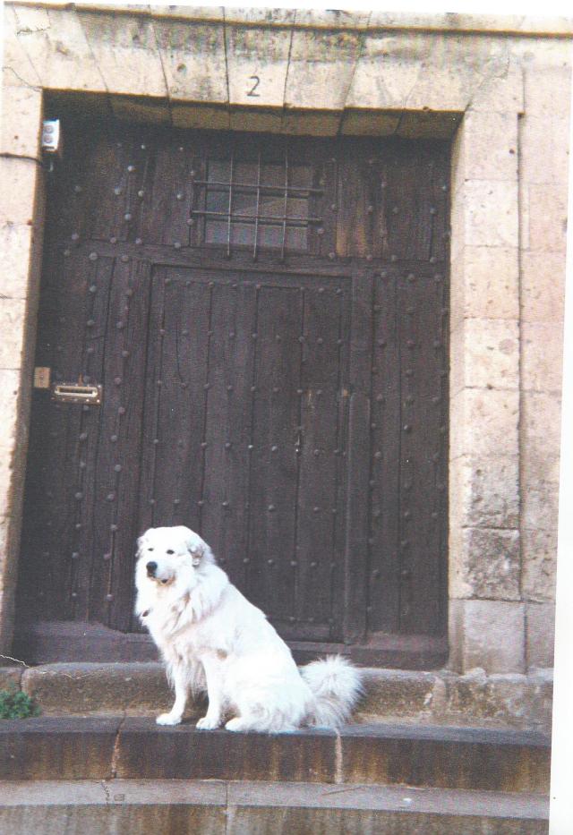 Molosos mastin 50002