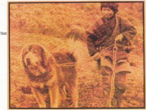 Molosos mastin tibet (2)