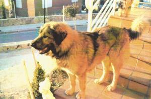 molosos pastor caucaso