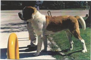 molosos san bernardo0004