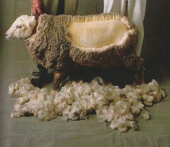 Pastoreo la lana merina