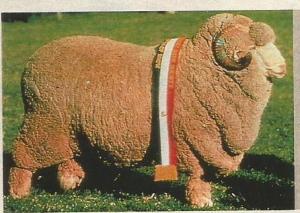 Pastoreo merina 40007