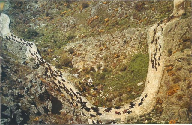 Pastoreo trashumancia 20002