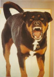 perro agresivo0002
