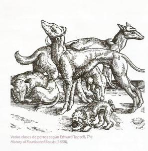 perros edward topsell0005