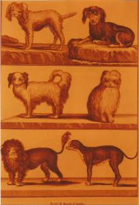 perros falderos de Bonnaterre0002