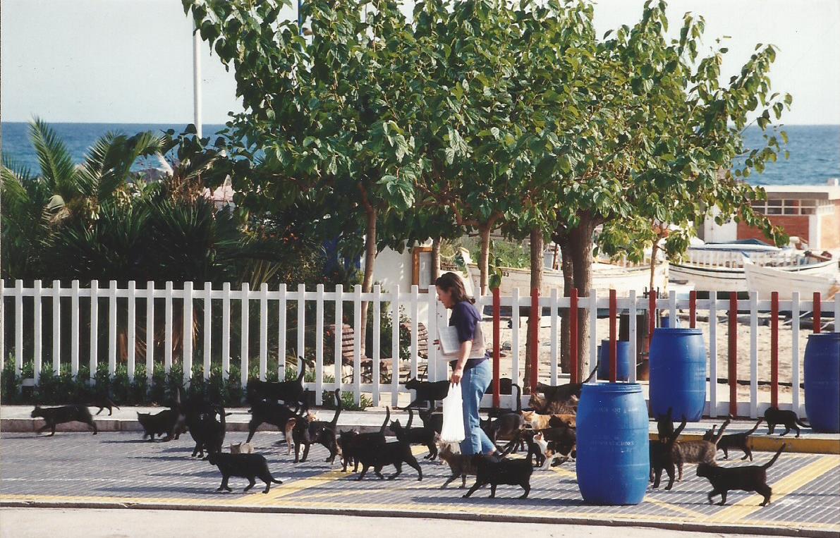 sociabilizacion gato 2