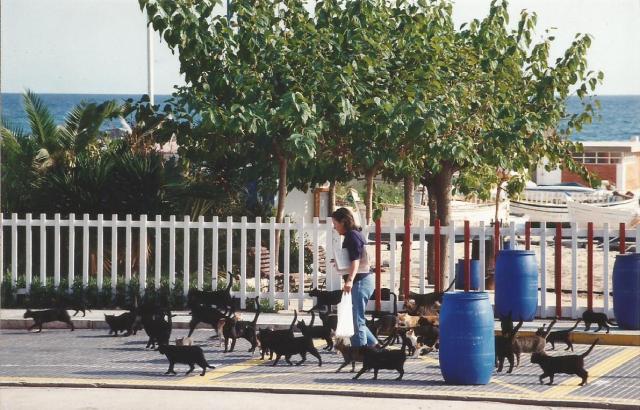 sociabilizacion gato 2