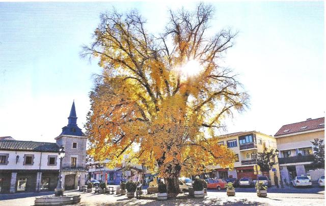 arboles Guadarrama 1