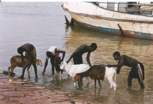 Mali. rio Niger lavando cabras