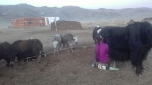 kazajos ordeñando yacks