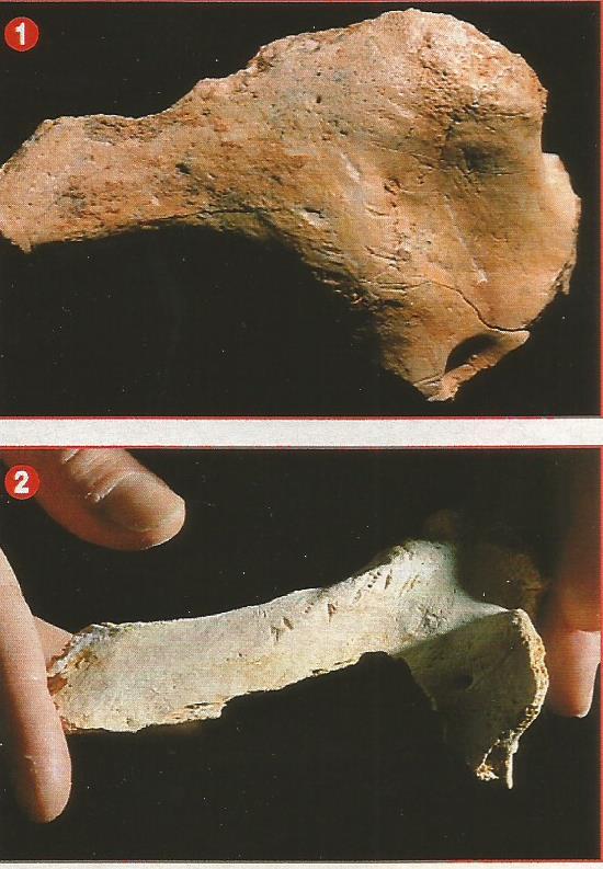 canibalismo Homo antecessor y cromagnon