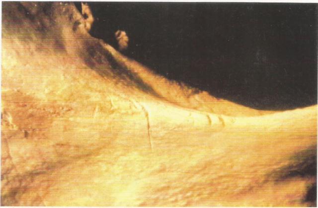 canibalismo neanderthal 50003