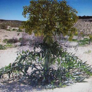 Silfio Ferula assafoetida