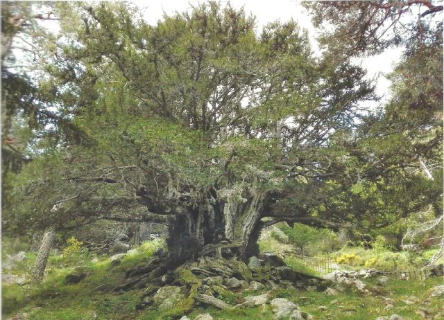 arboles Guadarrama 2