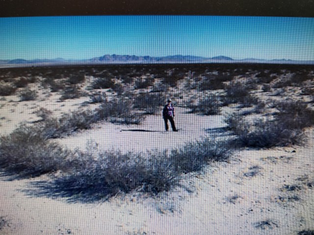 Arboles míticos. king clone