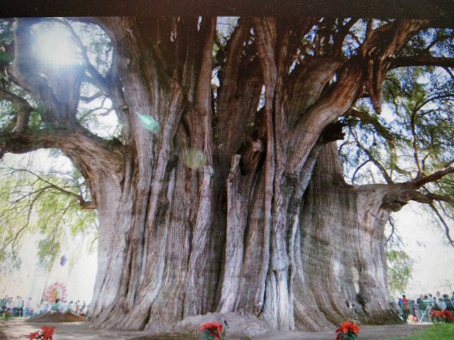 Arboles miticos. arbol de tule 2