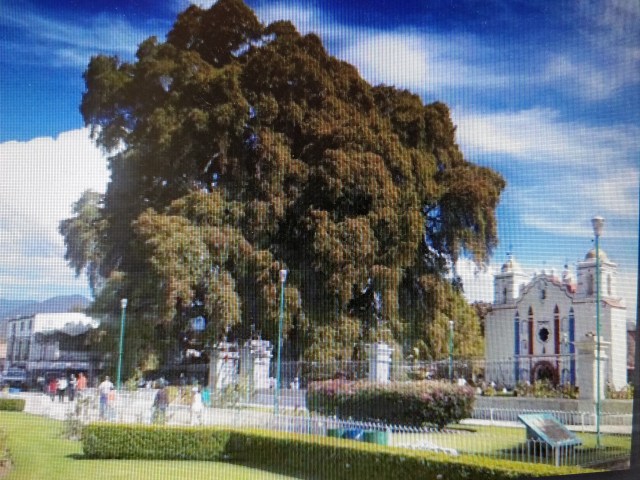 Arboles miticos. arbol de tule