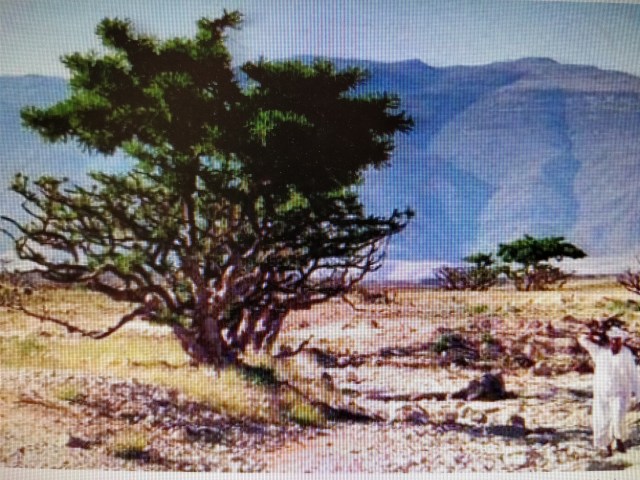 Arboles miticos. arbol del incienso