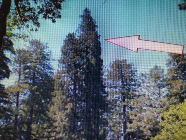 Arboles miticos. hiperion