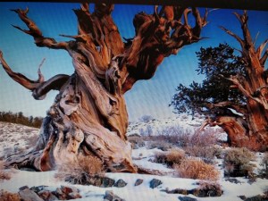 Arboles miticos. pinus longaeva