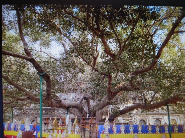 Arboles miticos. pipal de ceilán