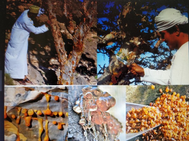 Arboles miticos. recoleccion incienso 2