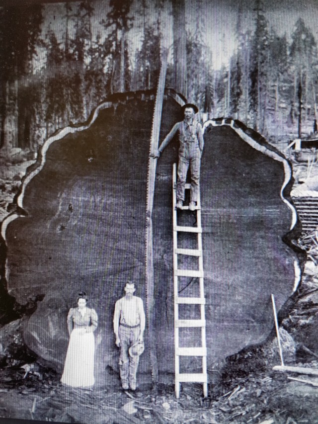 Arboles miticos. seccion sequoya