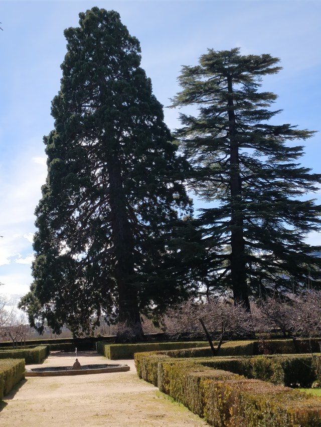 Arboles miticos sequoya Casita 1